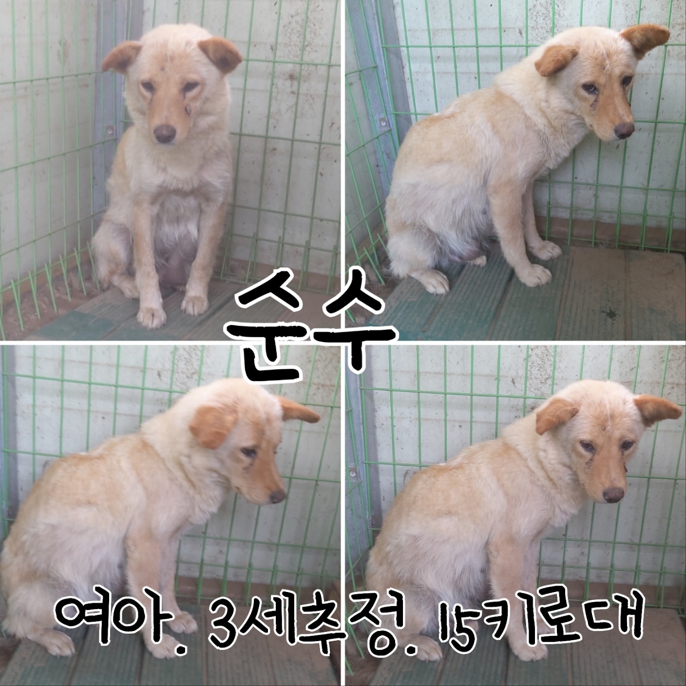 장성군동물보호센터_446498202300235